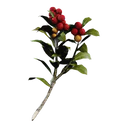 Candleberries icon