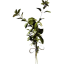 Great Mullein icon