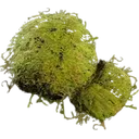 Moss icon