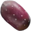 Prickly Pear icon